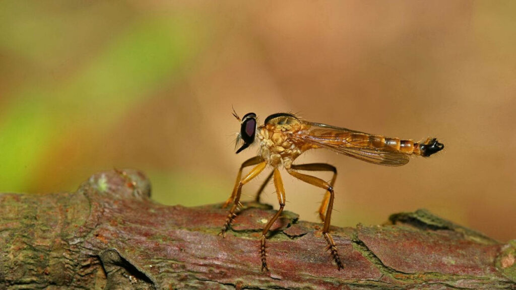 Close-Up of Exotic Mosquito: Intricate Wings & Structure in Nature Wallpaper