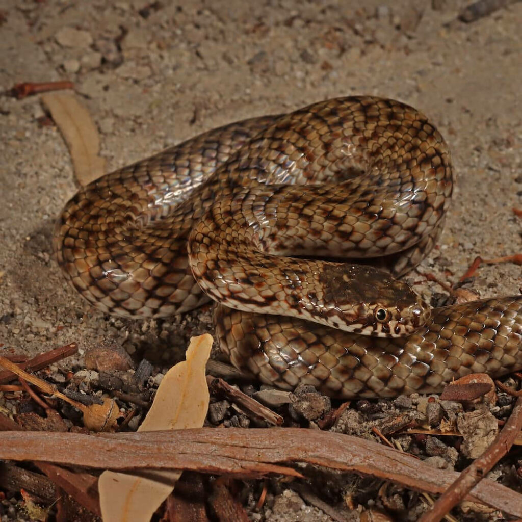 Exotic Mud Snake Wallpaper: Captivating Colubrid in Natural Habitat