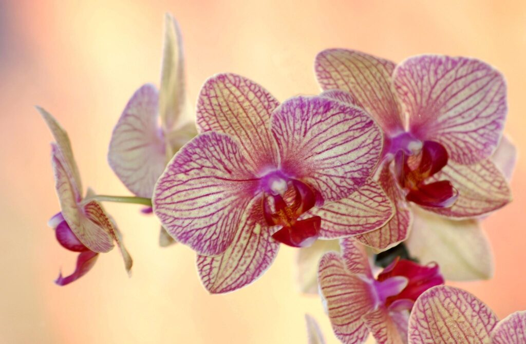 Exotic Orchids Wallpaper: Pink & Cream Striped Petals on Warm Background