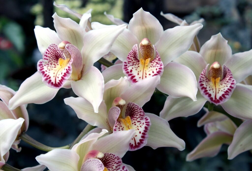 Exotic Orchids Wallpaper: Delicate White Petals with Vibrant Patterns