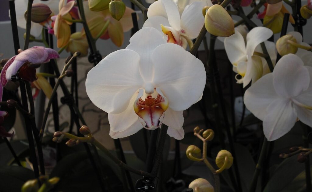 Exotic Orchids Blooming: Elegant Botanical Wallpaper Background