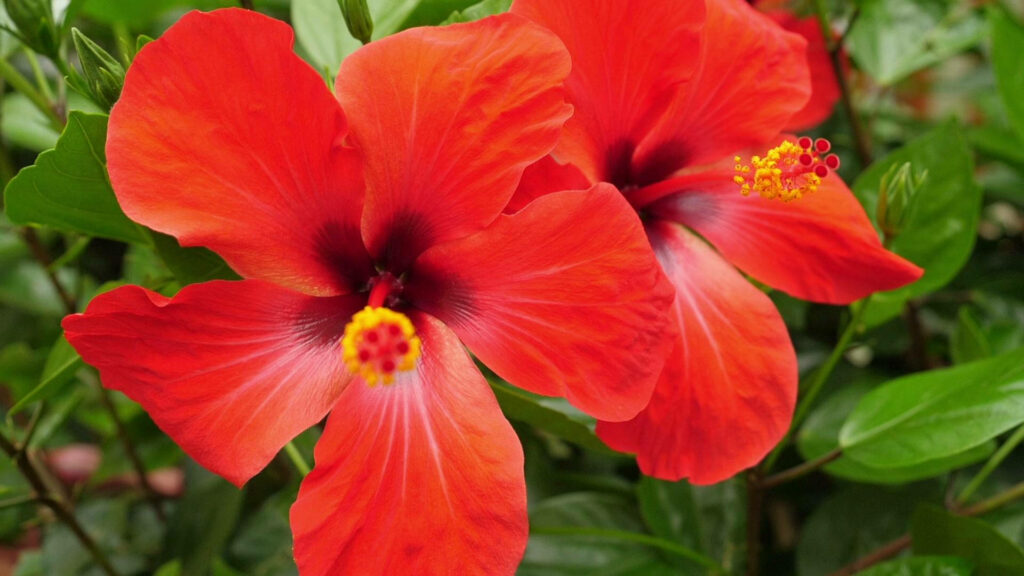 Vibrant Red Hibiscus Wallpaper Amidst Lush Green Tropical Foliage