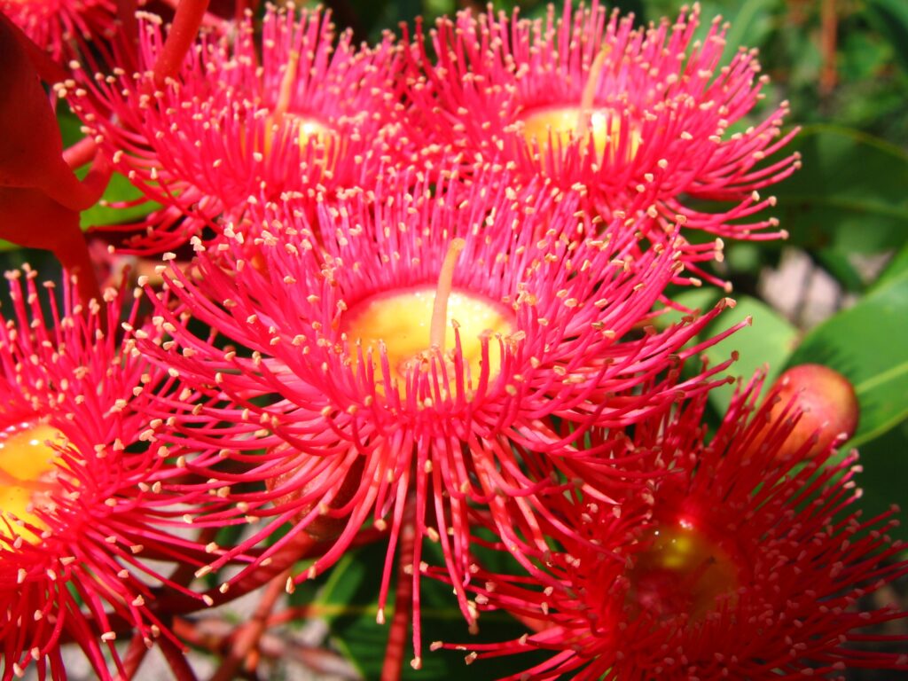Vibrant Exotic Red Flowers Wallpaper on Green Leafy Background