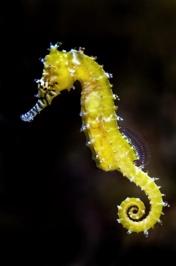 Exotic Seahorse Close-Up: Vibrant Yellow on Dark Background Wallpaper