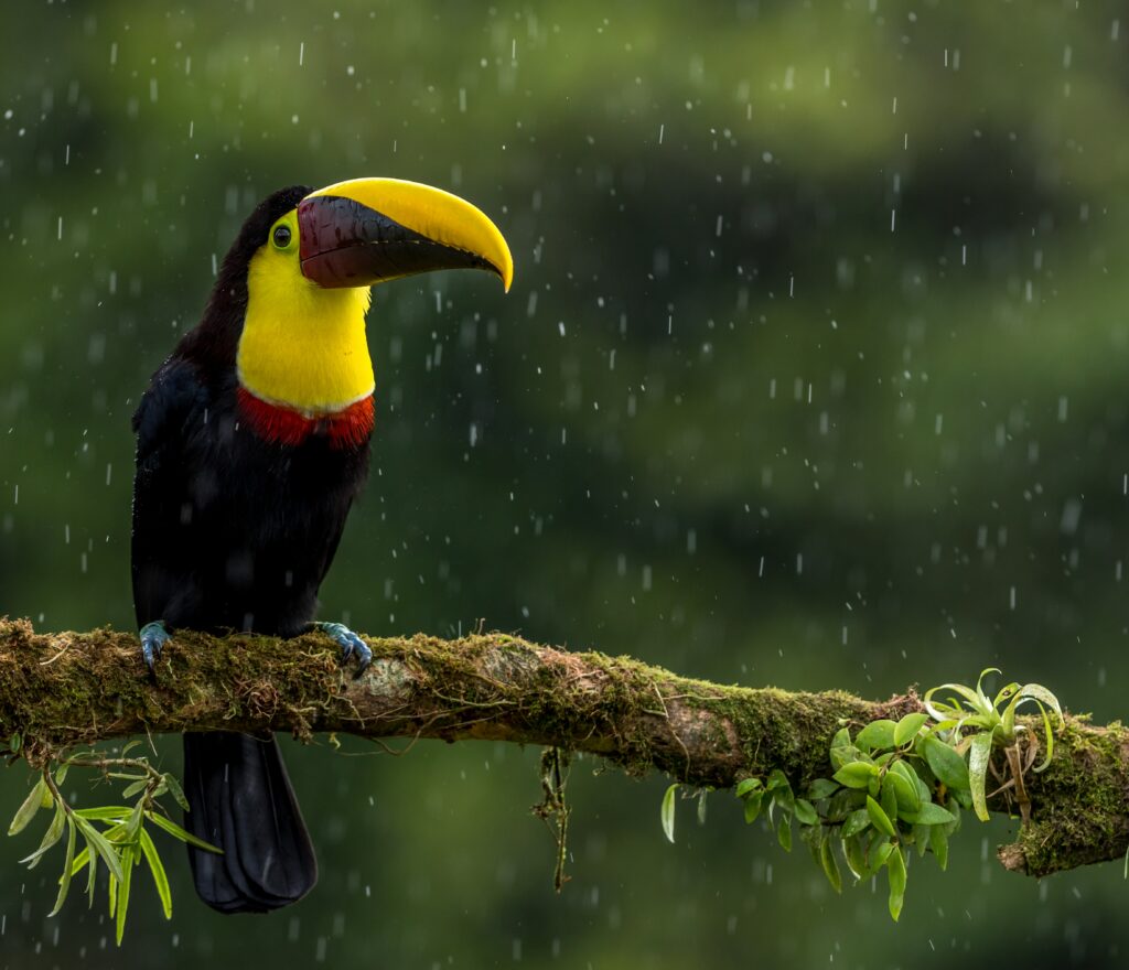 Exotic Toucan Wallpaper: Vibrant Bird on Mossy Branch with Raindrops