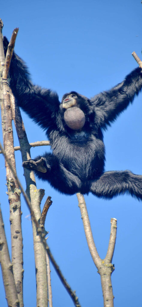 Gibbon Hanging Between Two Trees - Mobile Phone Background Wallpaper