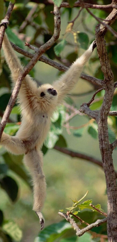 Gibbon Hanging Between Branches background Wallpaper