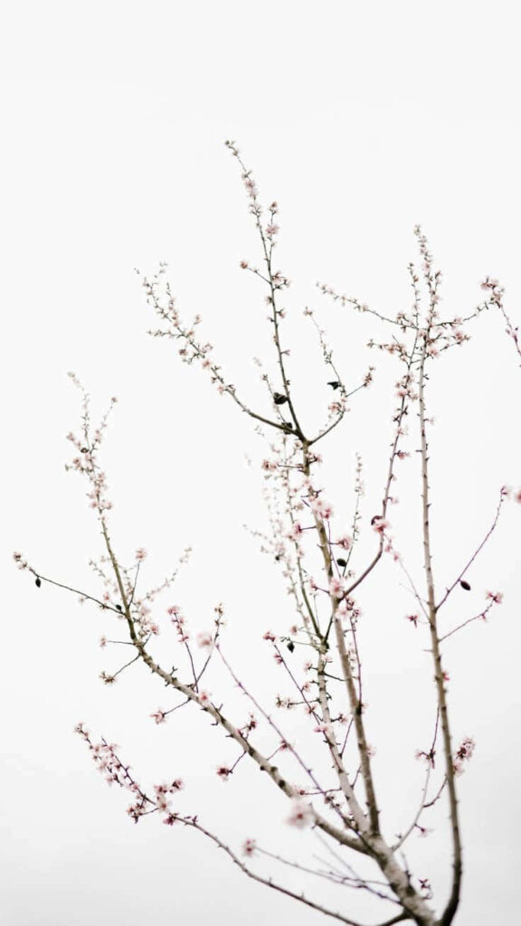 Seamless Simplicity: Discover the Delightfully Cute Iphone Aesthetic in iOS 14's Background Photo Wallpaper