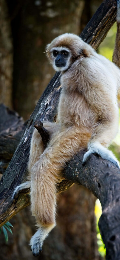 Gibbon Sitting on Tree Branch - Nature Background Wallpaper