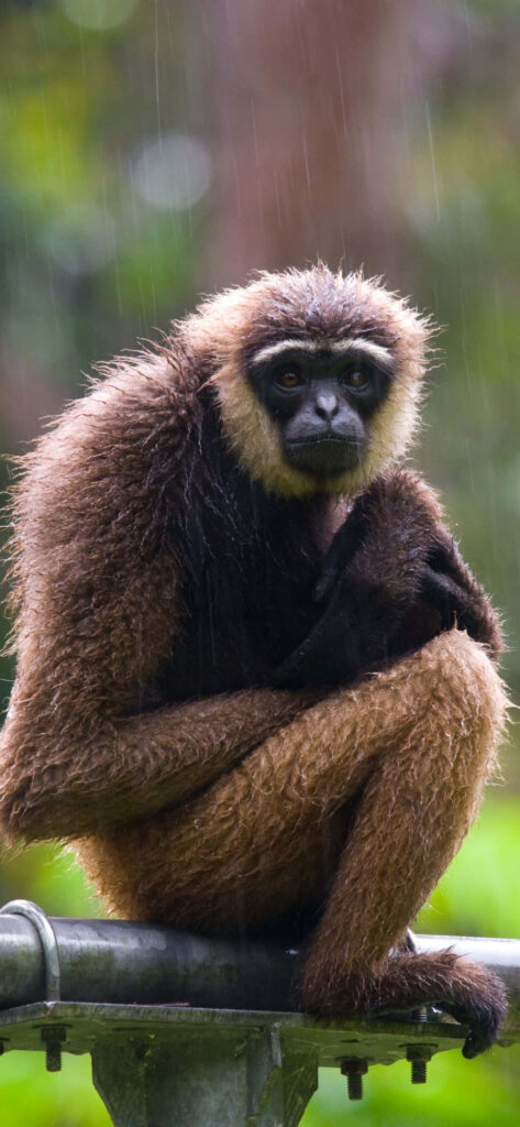 Gibbon Sitting in Rainy Background Wallpaper