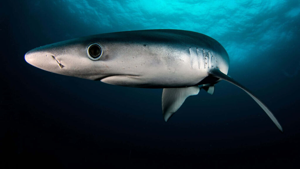 Exploring the Deep with Amazing Baby Black Great White Shark Wallpaper