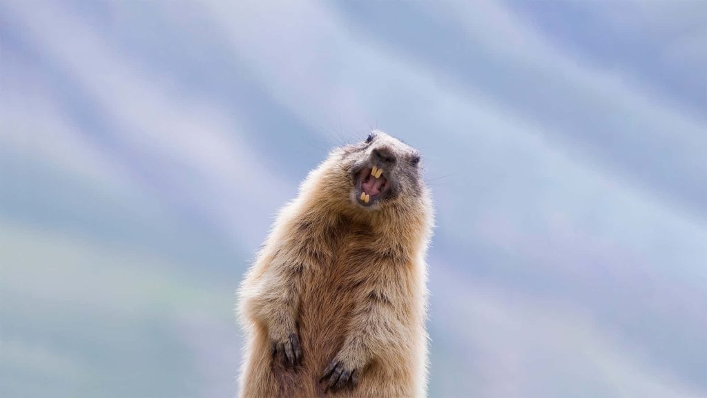 Agitated marmot standing upright with open mouth against soft blue background wildlife photo Wallpaper