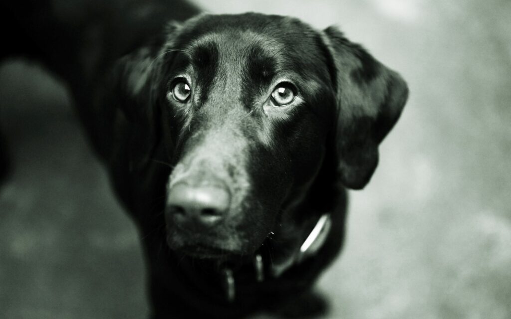Stunning Black Dog Close-Up Wallpaper – Expressive Eyes & Ears