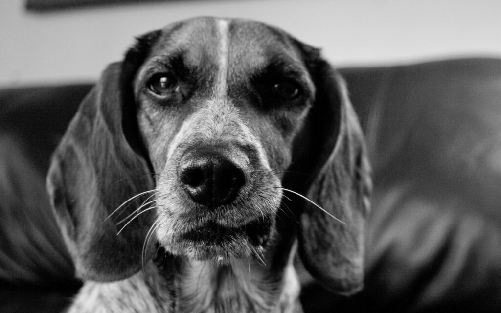 Close-Up Monochrome Dog Wallpaper: Expressive Eyes & Timeless Texture