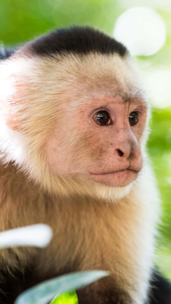 Expressive Capuchin Monkey Portrait with Green Background Wallpaper