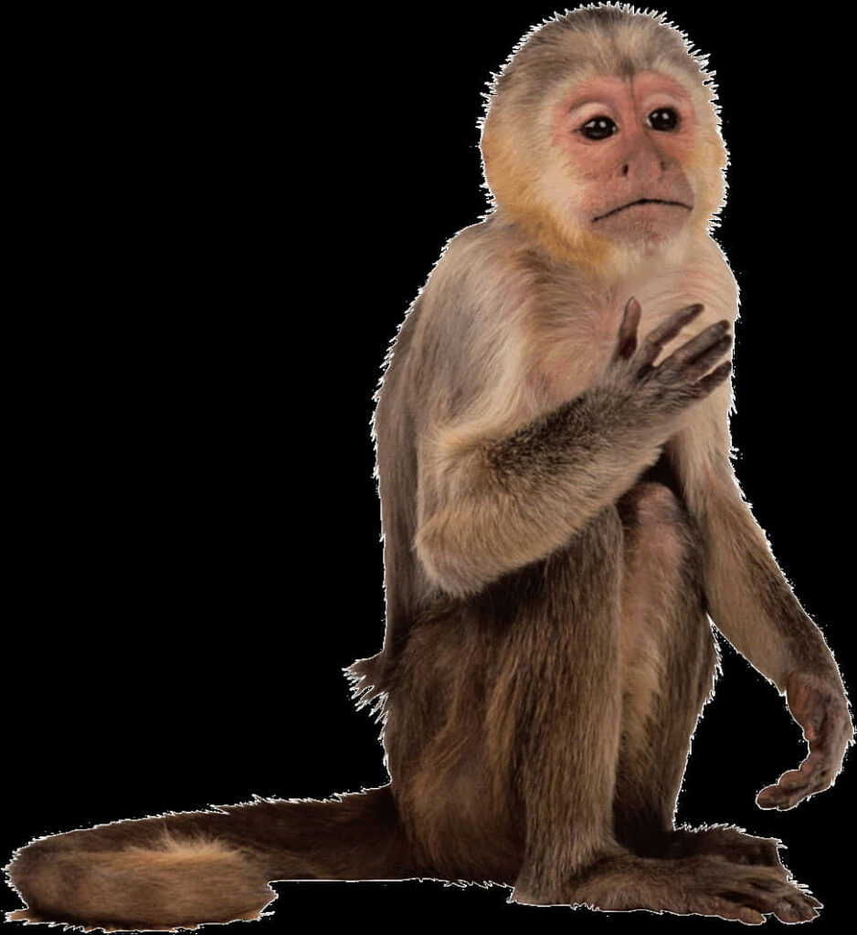 Capuchin Monkey Portrait on Transparent Background - Expressive Features Wallpaper