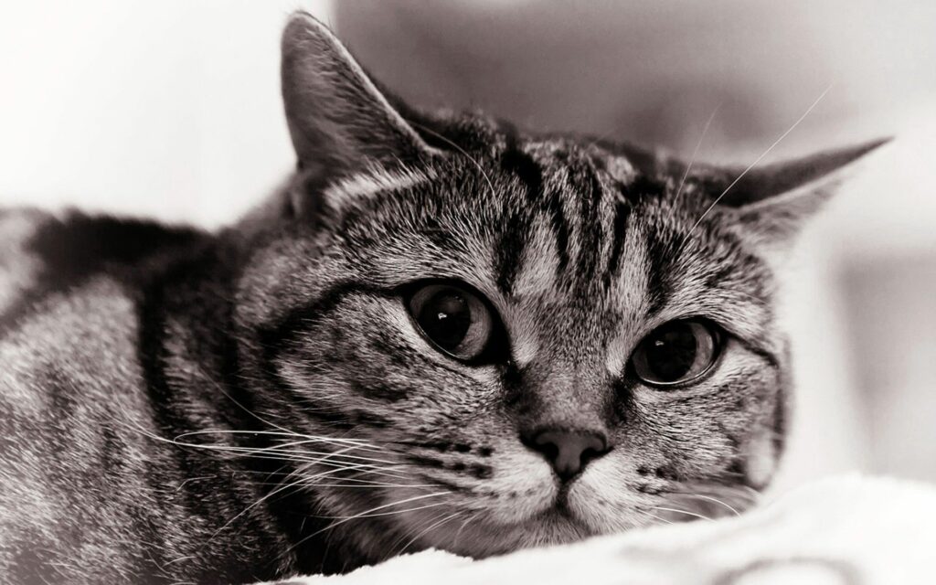 Expressive Cat Face Wallpaper: Black & White Grayscale Background
