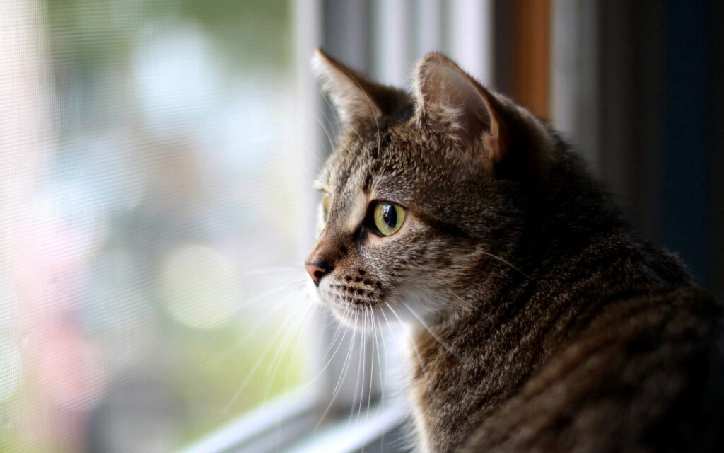 Expressive Cat by Window: Pensive 1920x1200 Wallpaper Background