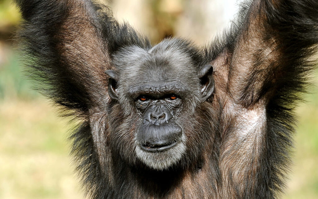 Close-Up Chimpanzee Wallpaper: Expressive Face & Strong Physique