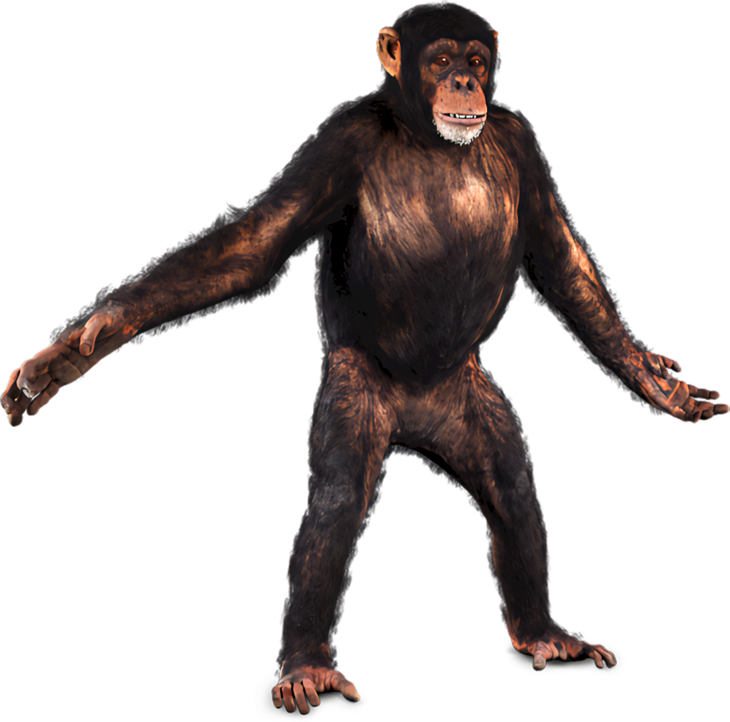 Upright Chimpanzee PNG Image with Detailed Fur & Expressive Face Wallpaper