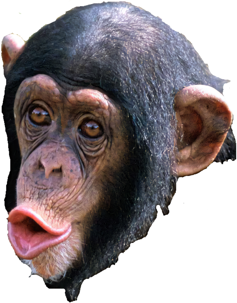 Expressive Chimpanzee Portrait Wallpaper on Transparent Background