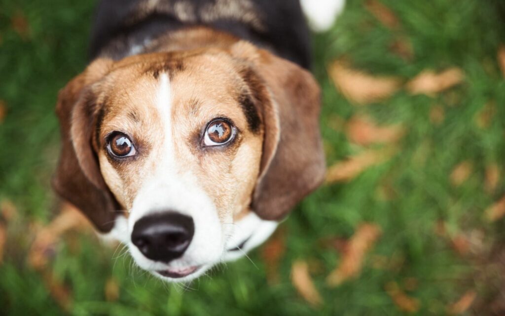 Close-Up Dog Wallpaper: Expressive Eyes & Soft Grass Background