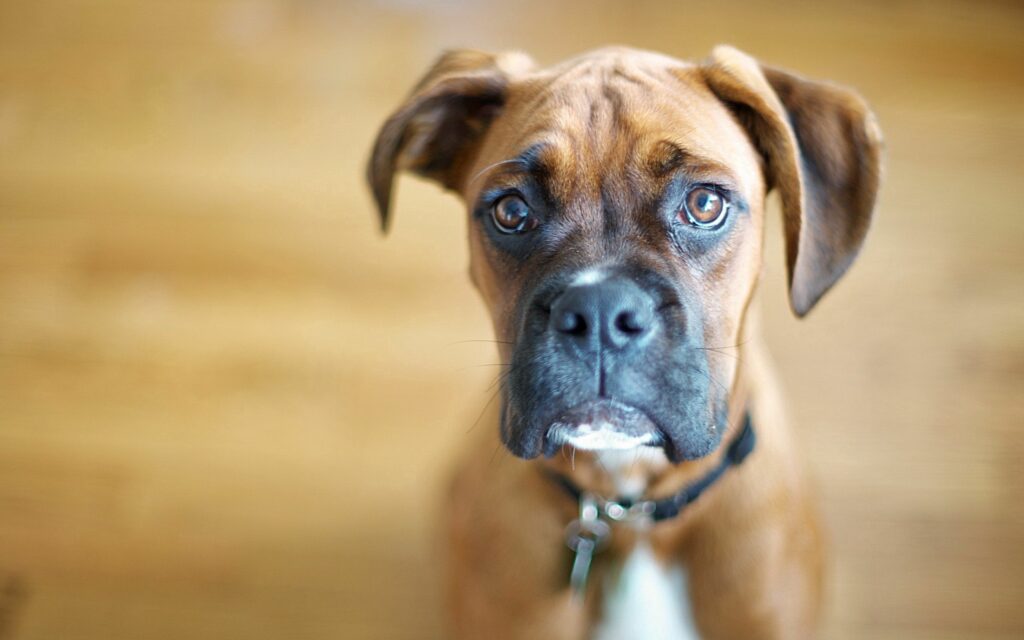 Expressive Dog Face Wallpaper: Calm Background & Warm Tones