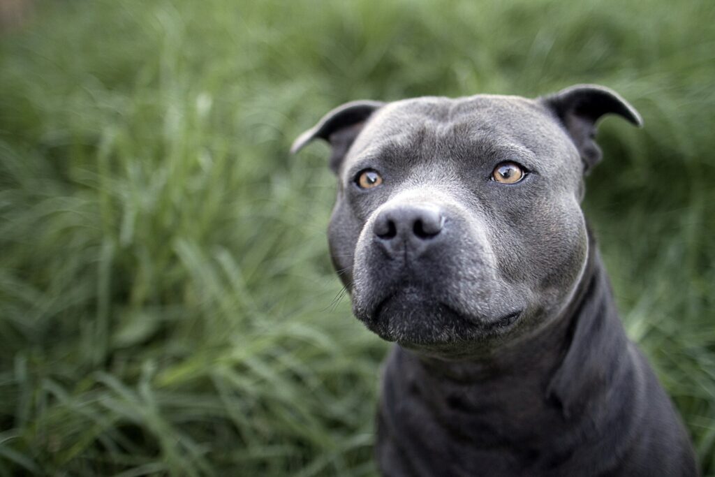 Close-Up of Dog's Expressive Eyes Against Blurred Green Background Wallpaper