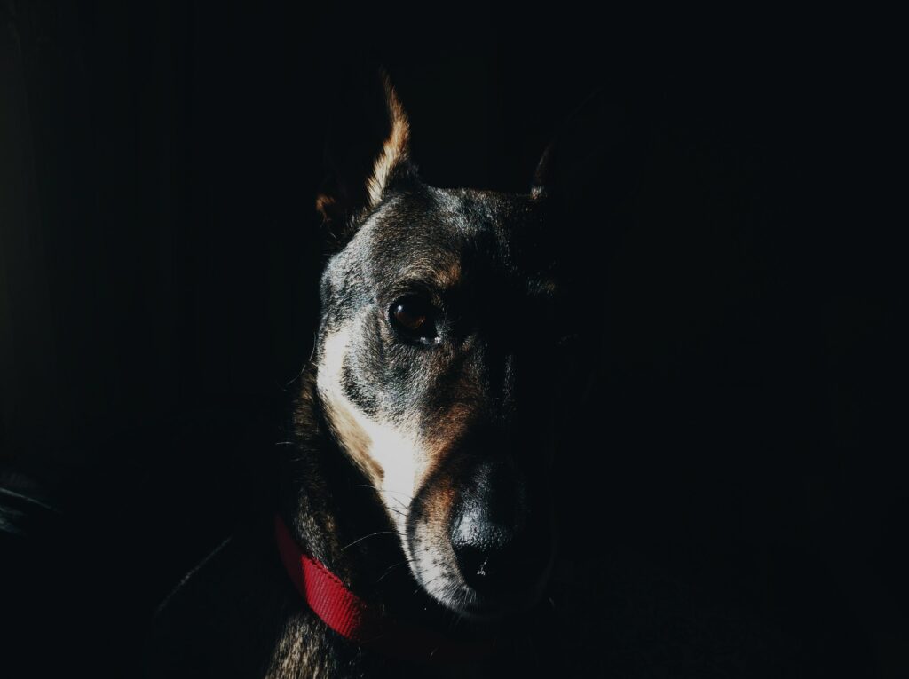 Focused Dog Wallpaper: Dramatic Lighting & Red Collar on Dark Background