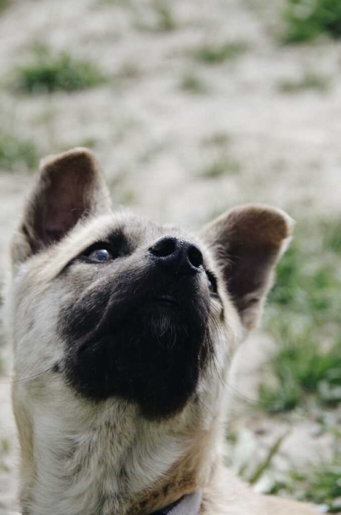 Close-Up of Dog's Expressive Face Against Earthy Blurred Background Wallpaper