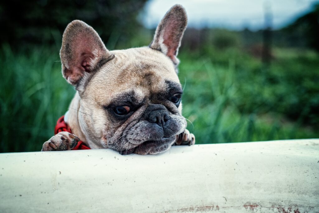 Charming Close-Up of a French Bulldog on a White Surface Background Wallpaper