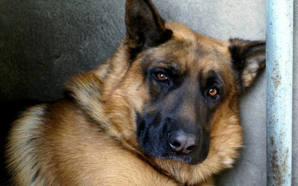Close-Up of German Shepherd: Expressive Eyes & Detailed Fur Wallpaper