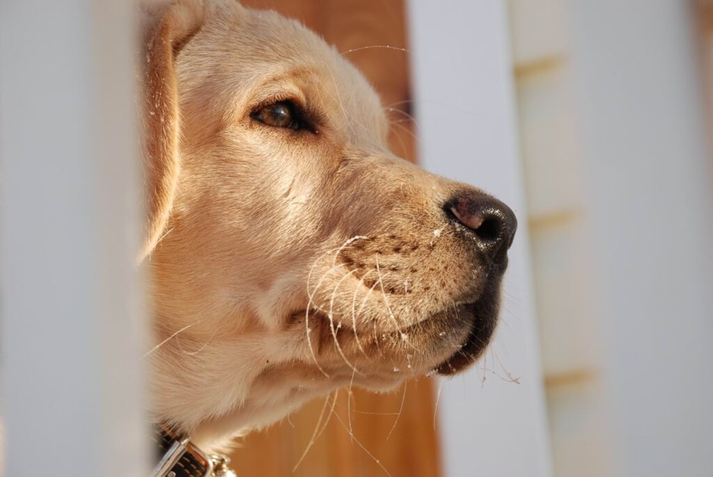 Close-Up of Labrador Dog's Face: Expressive Eyes & Gentle Muzzle Wallpaper
