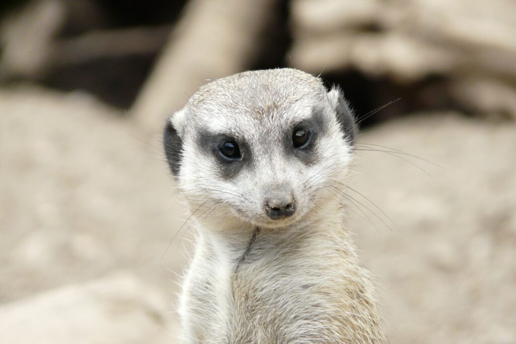 Expressive Meerkat Close-Up Wallpaper: Lively Scene Background