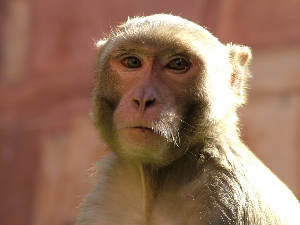 Serene Monkey Close-Up Wallpaper with Expressive Muzzle & Eyes