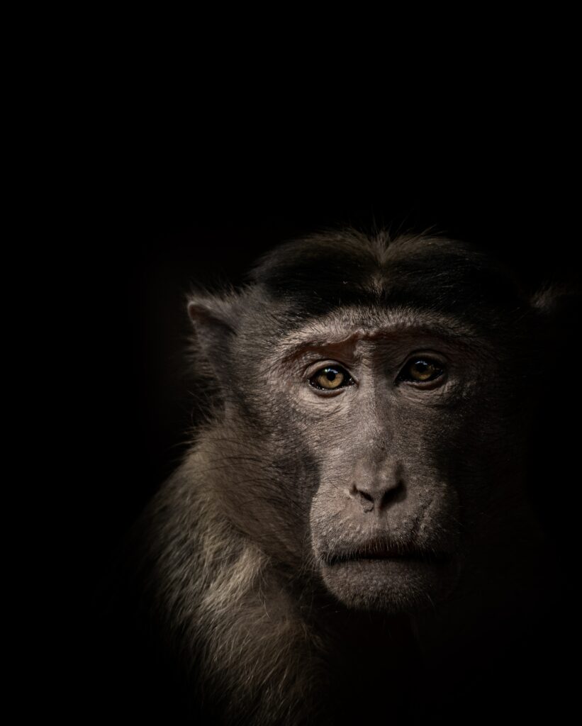Close-Up Monkey Wallpaper: Expressive Features on Black Background