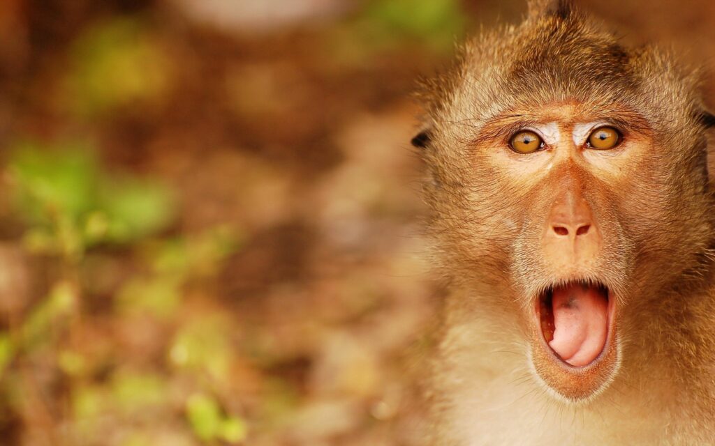 Expressive Monkey Close-Up Wallpaper with Soft Blurred Background