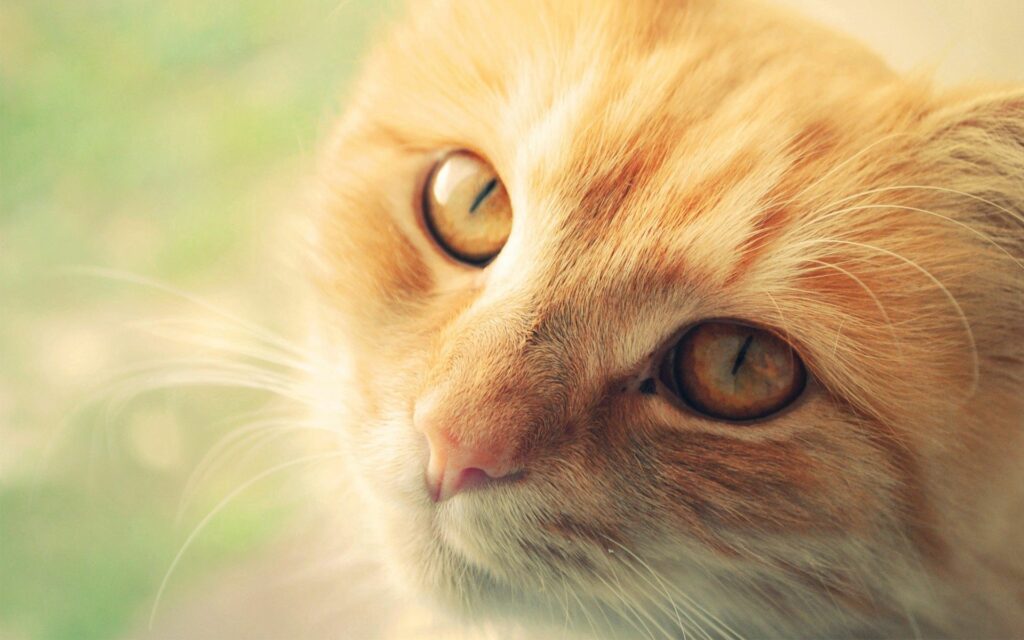 Close-Up of an Expressive Orange Cat: Warm 1920x1200 Wallpaper