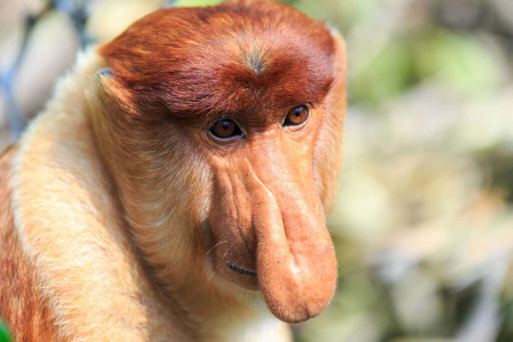 Close-Up of Expressive Proboscis Monkey Against Blurred Background Wallpaper