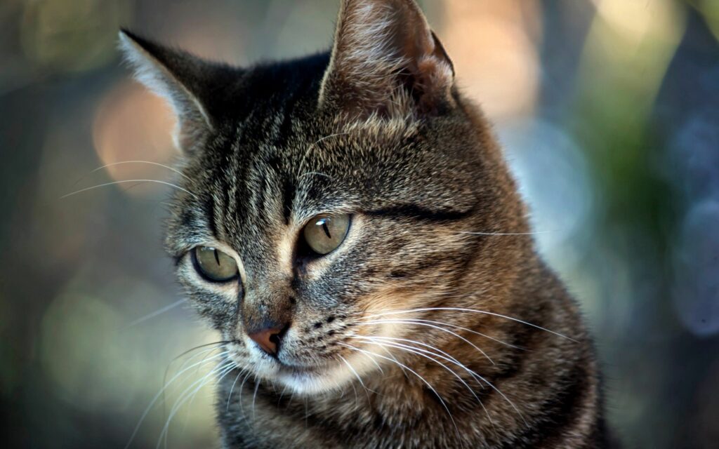 Close-Up of Soulful Tabby Cat in Soft Bokeh Background Wallpaper