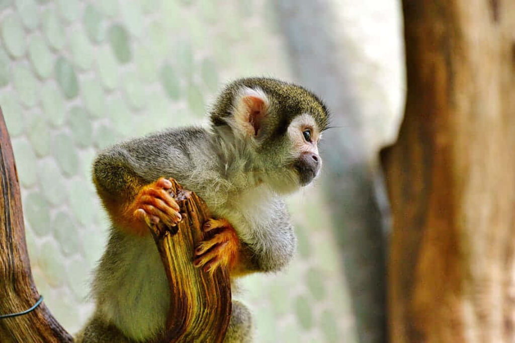 Expressive Young Capuchin Monkey Wallpaper - Nature Lovers' Delight