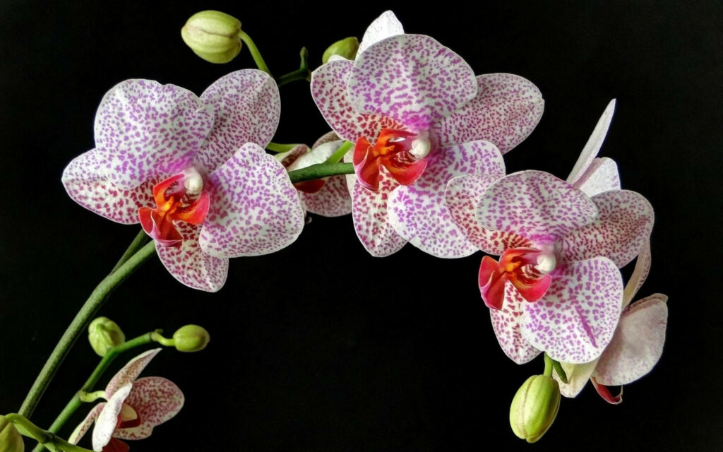 Phalaenopsis orchid wallpaper with white pink speckled petals and red centers on black background