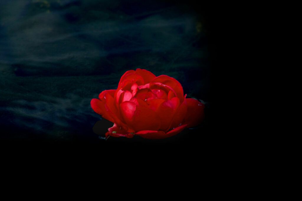 Vibrant Beauty Captured: Stunning Close-up of a Red Rose on a Black Screensaver Background Wallpaper