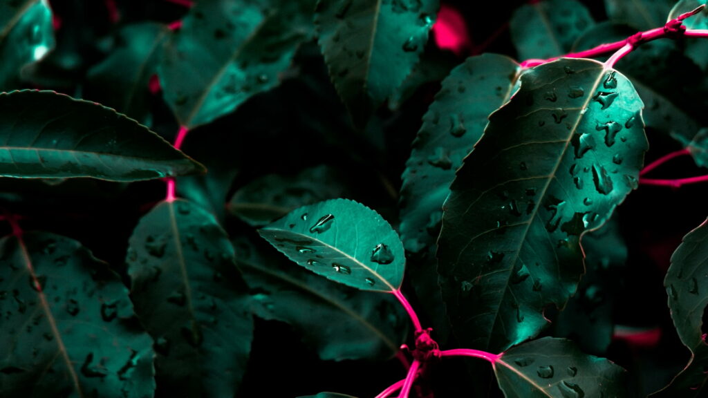 High contrast macro wallpaper of teal leaves with dewdrops and neon pink stems on dark background