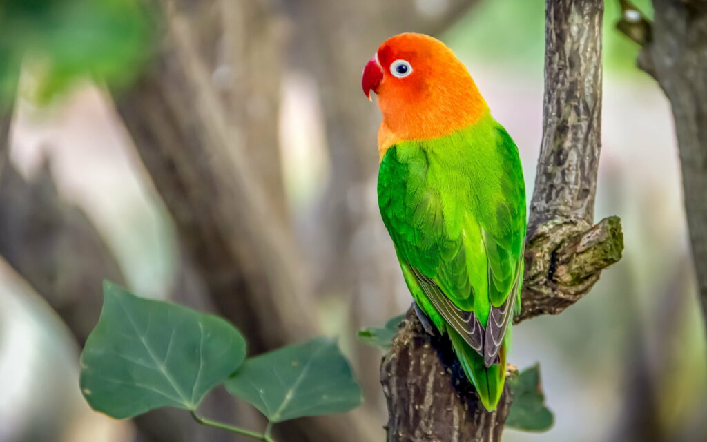 Exquisite Eclectus Parrot Perching on Lush Branch: A Captivating Wallpaper in Red-Green Hue
