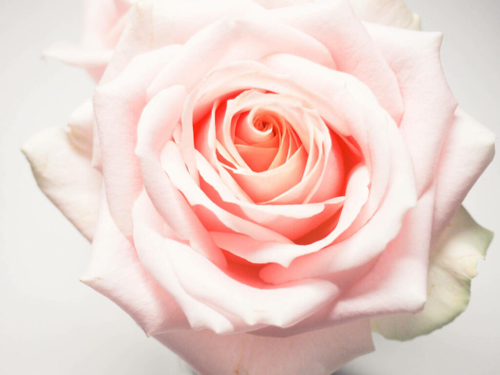 Blooming Beauty: Stunning HD Wallpaper of a Radiant Light Pink Rose Blossom on a Serene White Background