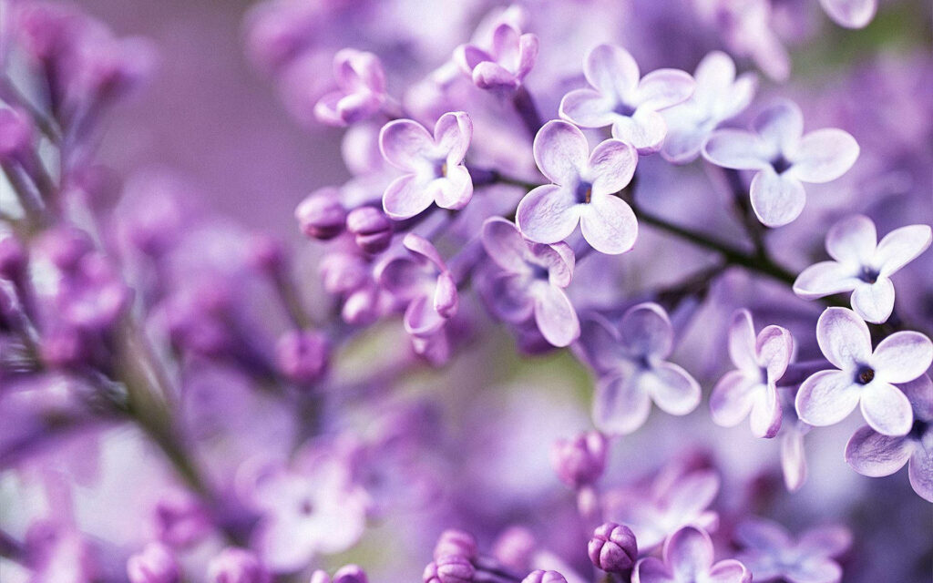Close-up of delicate purple lilacs with soft lighting in a dreamy blurred spring background Wallpaper