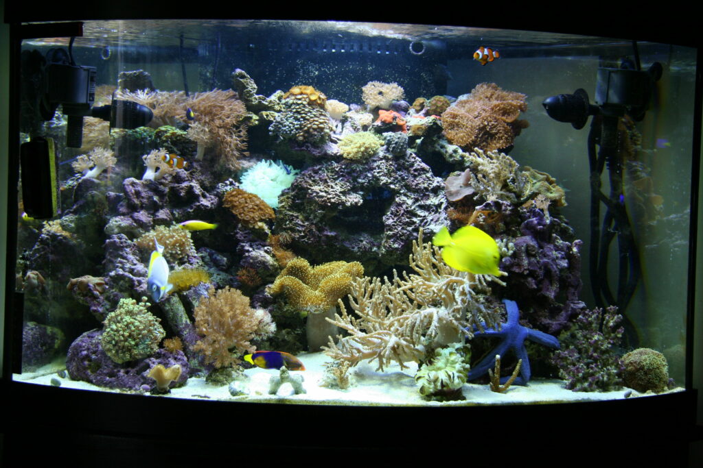 Enchanting Exotic Saltwater Fish: Majestic Aquatic Beauty for QHD Wallpaper