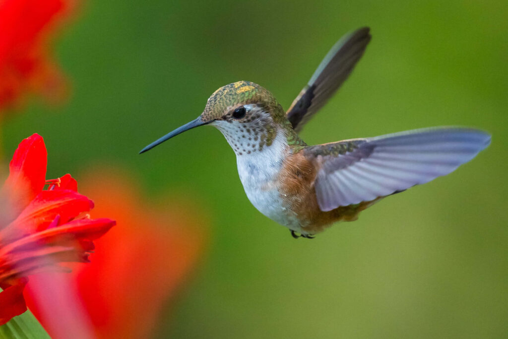 Stunning Hummingbird Wallpaper: Iridescent Detail & Vibrant Background