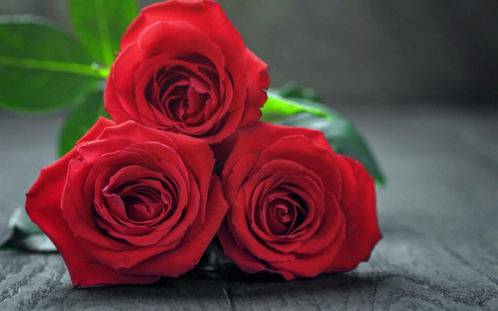 Three vibrant red roses on dark rustic wood with soft light romantic floral wallpaper background